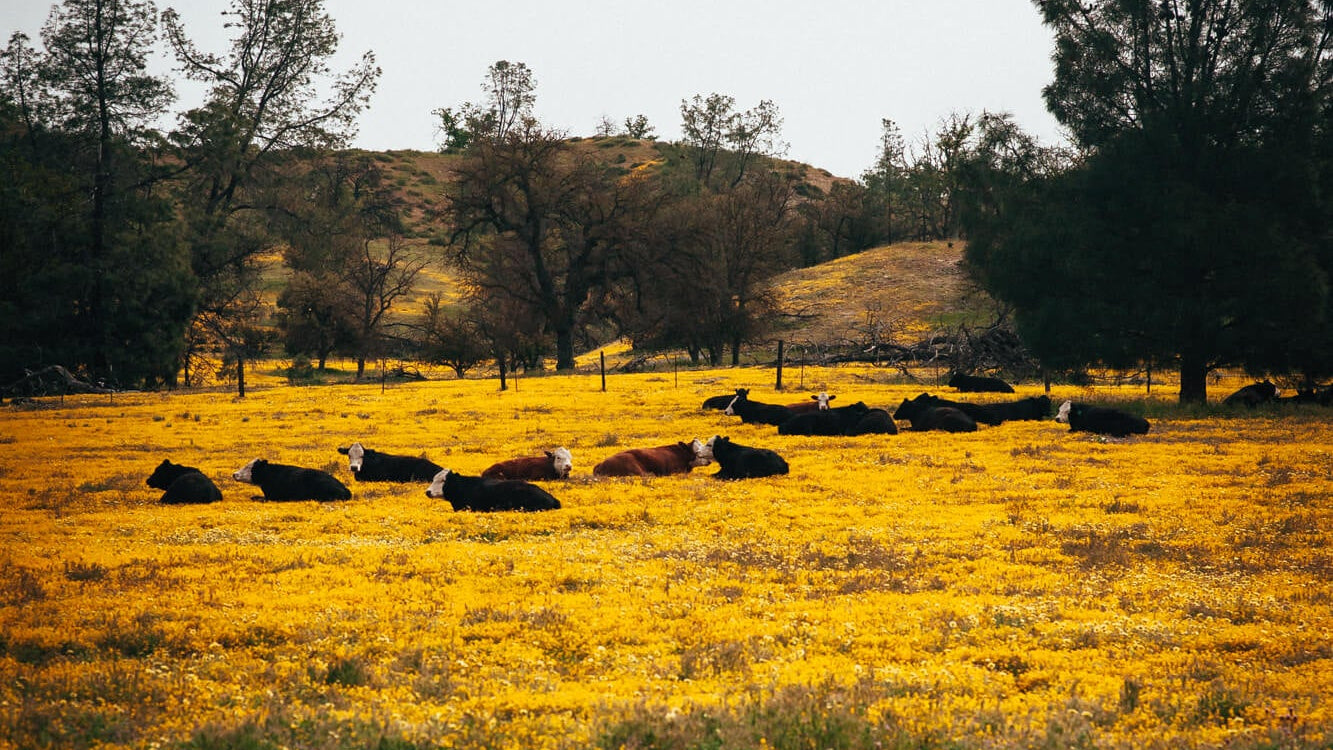 Cattle laying in a yellow field of wild flowers. 