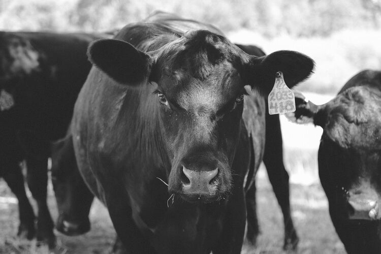 Black angus cow standing in a heard. 