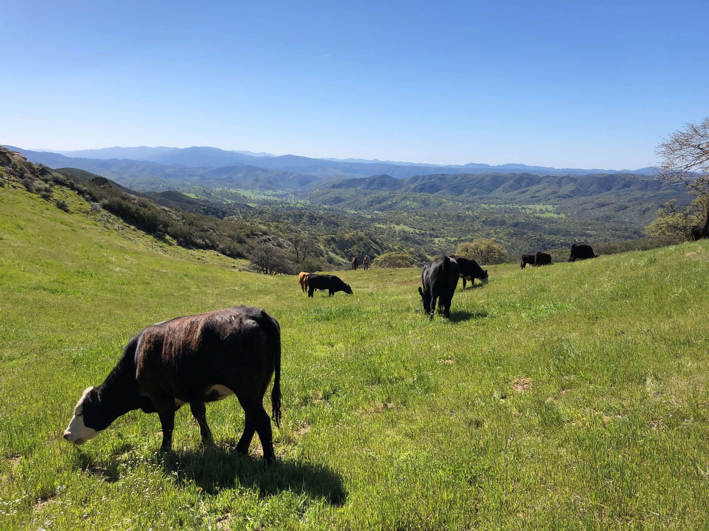Cows grazing on a grassy hill with a scenic landscape in the background