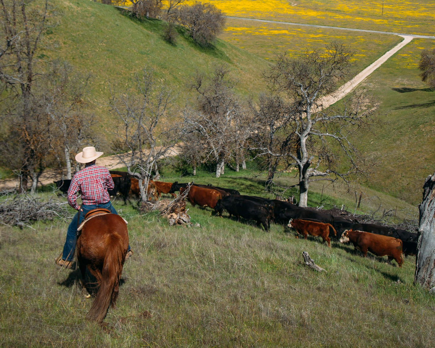 Cowboy on horseback with cattle in a scenic landscape