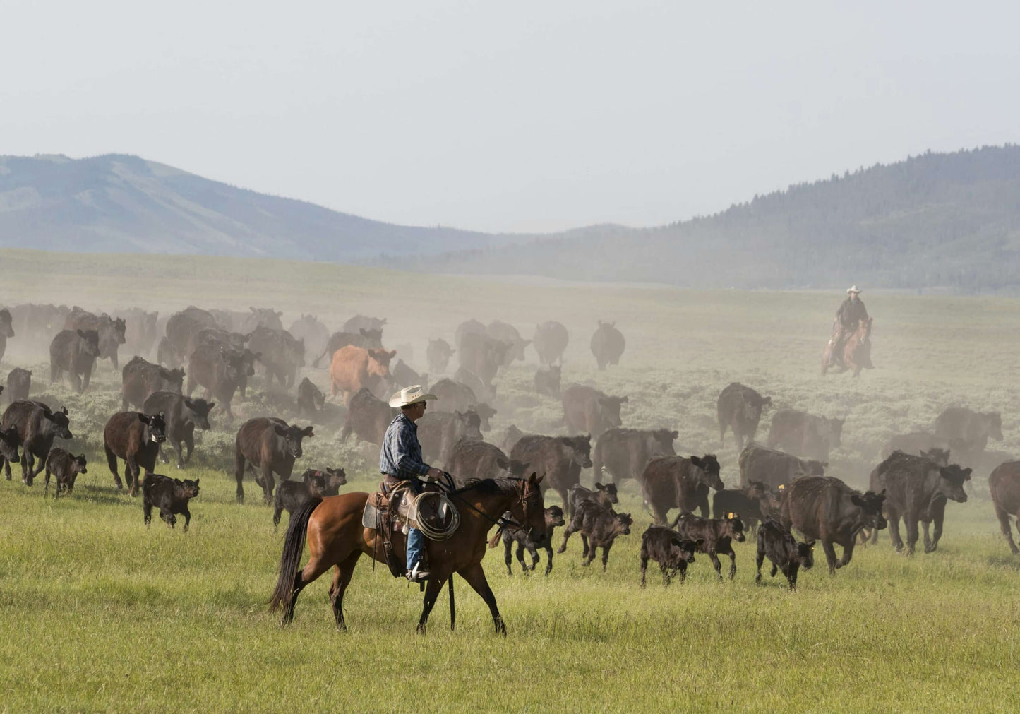 Cowboys on horseback herding cattle in a grassy field with mountains in the background